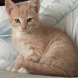 purebreds plus cat rescue