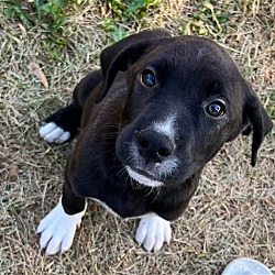 Photo of Puppy 2 (NY-Kara)