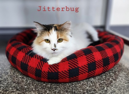 Photo of Jitterbug
