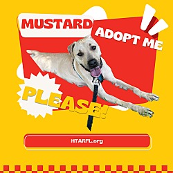 Thumbnail photo of Mustard #3