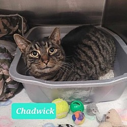 Thumbnail photo of Chadwick #2