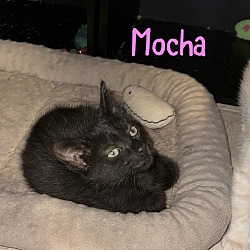 Thumbnail photo of Mocha #2