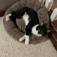 adopt a pet
