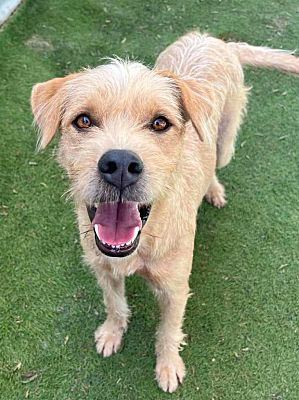 San Diego, CA - Terrier (Unknown Type, Medium)/Border Terrier. Meet ...