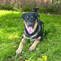 adopt a pet