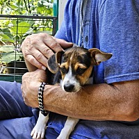 adopt a pet