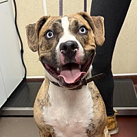 adopt a pet