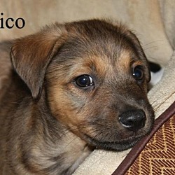 Photo of Rico