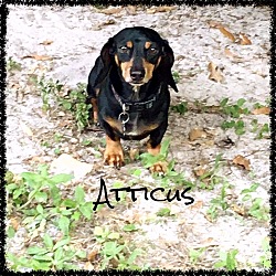 Thumbnail photo of Attiucs #1