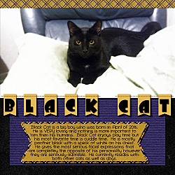 Thumbnail photo of Black Cat #2