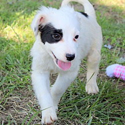 Thumbnail photo of Patches~adopted! #3