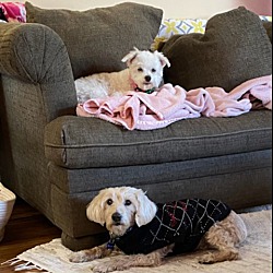 bonded pet photo