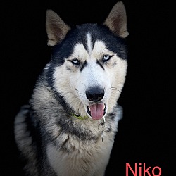 Thumbnail photo of Niko #2