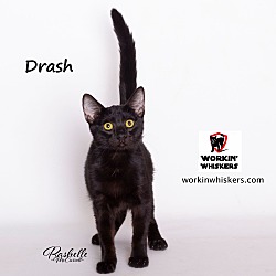 Thumbnail photo of DRASH #3