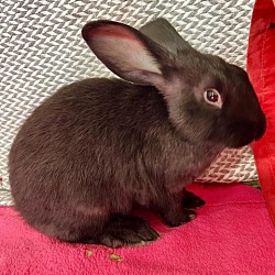 Photo of Mopsy