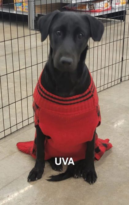 Photo of Uva (Cocoa Adoption Center)