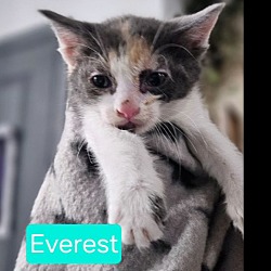 Photo of Everest (Avail pre-adoption)