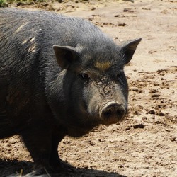 Photo of Mr. Piggy