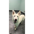 Adopt A Pet :: Carol - Jackson, MI