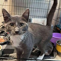 adopt a pet