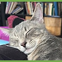 adopt a pet