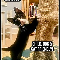 adopt a pet