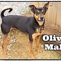 Thumbnail photo of Oliver (Reduced Adoption Fee) #2