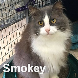 Thumbnail photo of Smokey #2