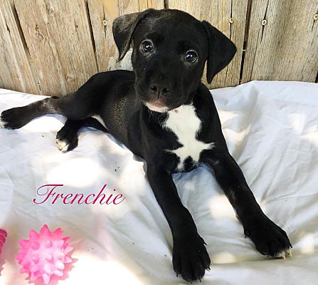 Tacoma Seattle WA Labrador Retriever. Meet Frenchie a Pet for