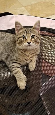 Wyandotte Mi Hemingway Polydactyl Meet Delbert A Pet For Adoption