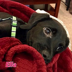 Thumbnail photo of Ella #1