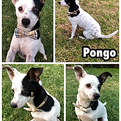 Thumbnail photo of Pongo #4