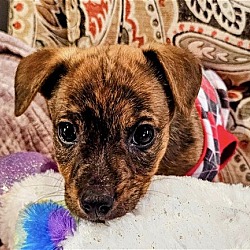 Jack Russell Terrier Puppies and Dogs in Asheville NC Buy or