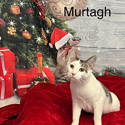 Thumbnail photo of Murtagh #4