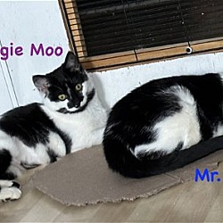 Thumbnail photo of Mr Magoo (bonded Maggie Moo)(FCID# 02/08/2024-101) #2