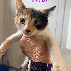Photo of Twix