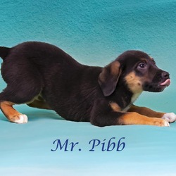 Photo of Mr. Pibb (D24-066)