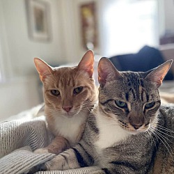 bonded pet photo