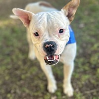adopt-pet
