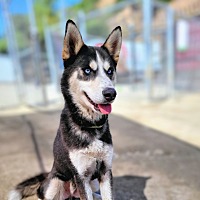 adopt a pet