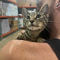 adopt a pet