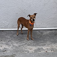 adopt a pet