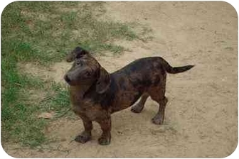 catahoula weiner dog