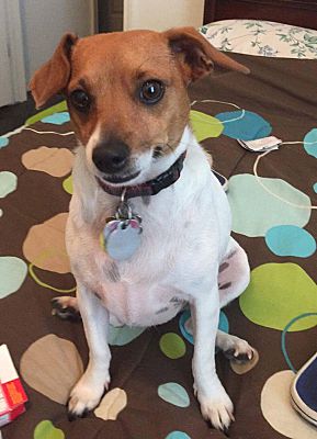 Des Moines Ia Jack Russell Terrier Meet Daisy In Amarillo Tx