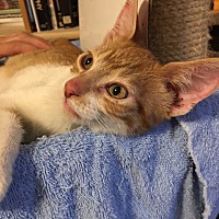 Save A Kitty Rescue - Spring Valley! in 