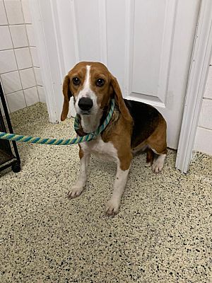 St. Louis, MO - Beagle. Meet Ophelia a Pet for Adoption - AdoptaPet.com