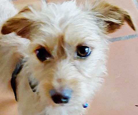 Tucson, AZ - Chinese Crested/Wirehaired Fox Terrier. Meet Ginger a Pet ...