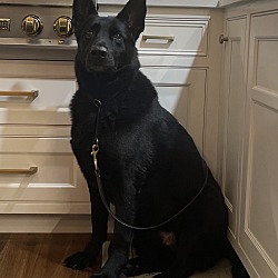 Photo of Poncho