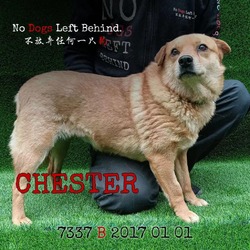 Thumbnail photo of Chester 7337 #1