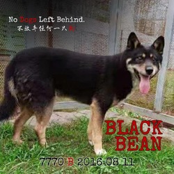 Thumbnail photo of Black Bean 7770 #2